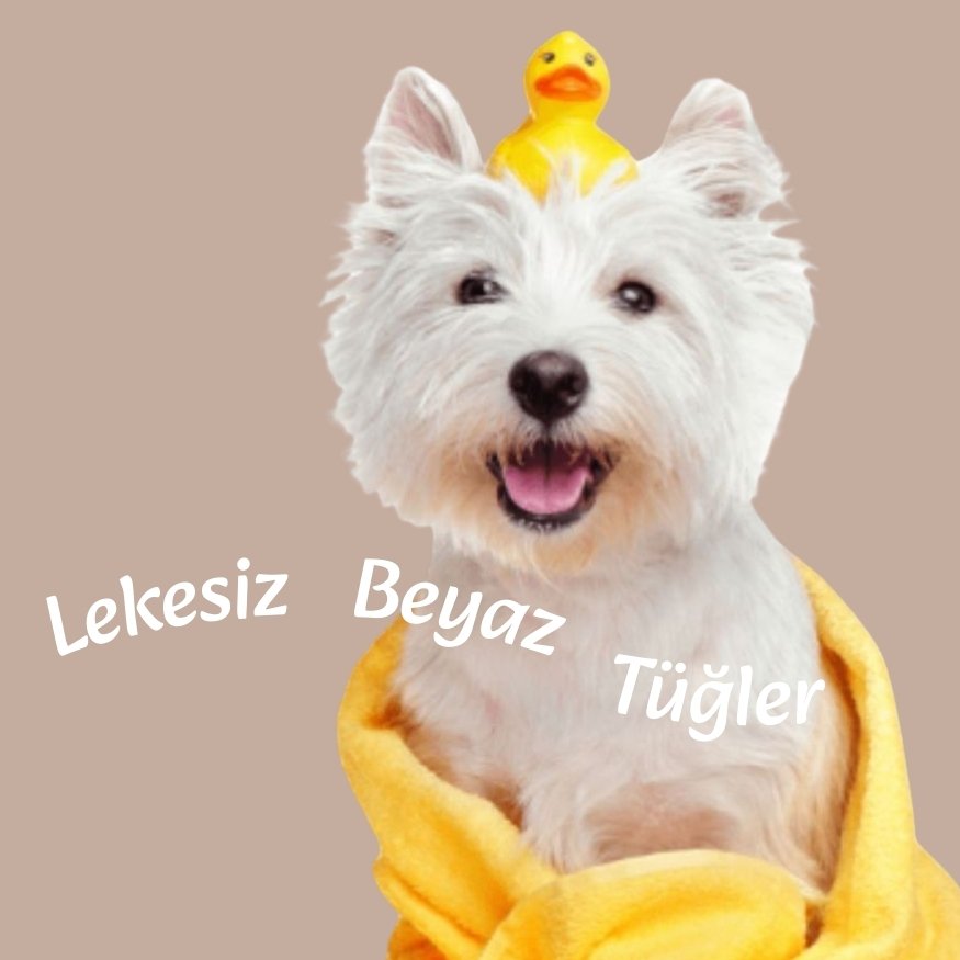 Beyaz İrk Köpek Şampuanı 250 ml | Malta, Bichon, Westie İçin | Sararma Önleyici